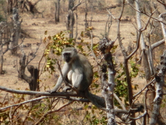 Chlorocebus cynosuros