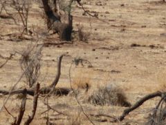 Chlorocebus cynosuros