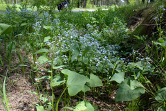 Brunnera sibirica