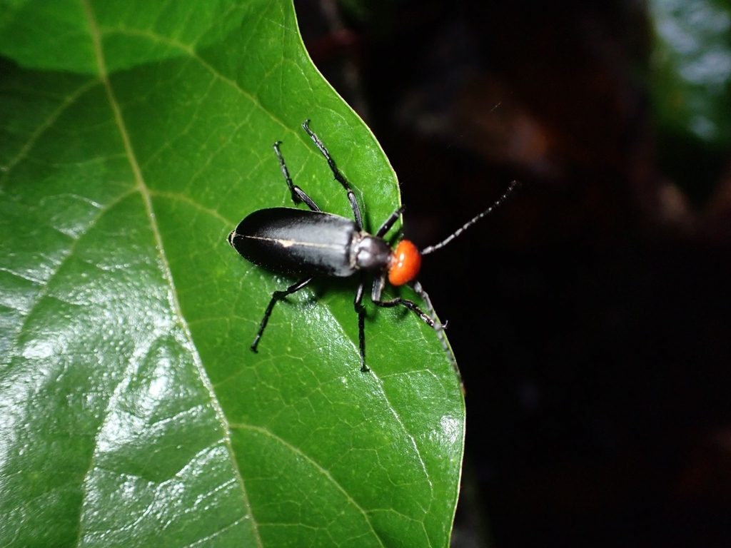 Epicauta hirticornis from 921台灣屏東縣佳平村 on August 11, 2023 at 0934 PM by