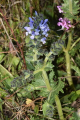 Salvia verbenaca