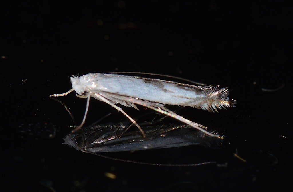 Lyonetia alniella