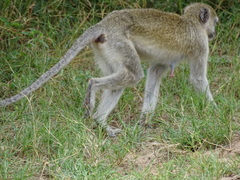 Chlorocebus cynosuros