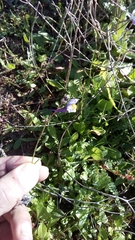 Linaria algarviana