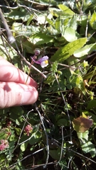 Linaria algarviana