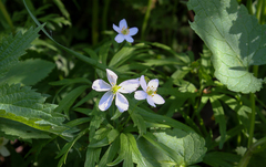 Anemonoides caerulea