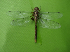 Neurocordulia yamaskanensis