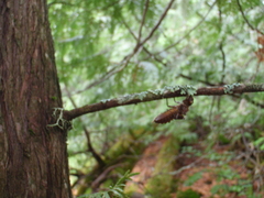 Neurocordulia michaeli