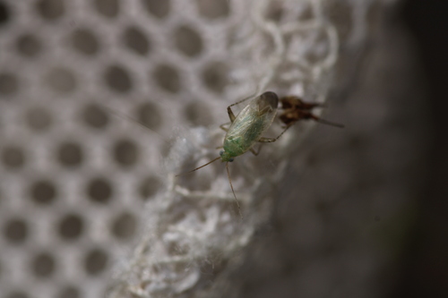 Europiella alpina