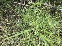 Oldenlandia herbacea