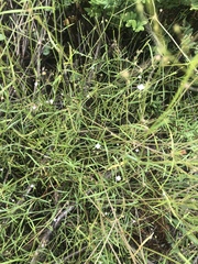 Oldenlandia herbacea