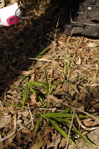 Phanopyrum