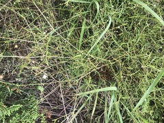 Oldenlandia herbacea