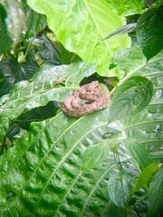 Bothrops osbornei