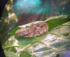 Bothrops osbornei