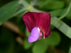 Crimson Pea - Photo (c) Paolo Mazzei, some rights reserved (CC BY-NC), uploaded by Paolo Mazzei
