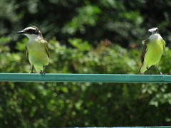 Pitangus sulphuratus