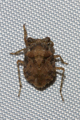Gelastocoridae