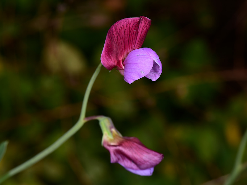 Lathyrus clymenum