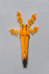 Dalceridae