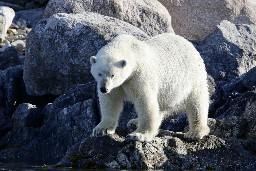 Polar Bear in August 2023 by Jeremiah · iNaturalist