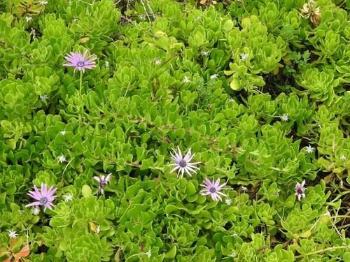 Dimorphotheca ecklonis