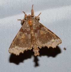 Apatelodidae