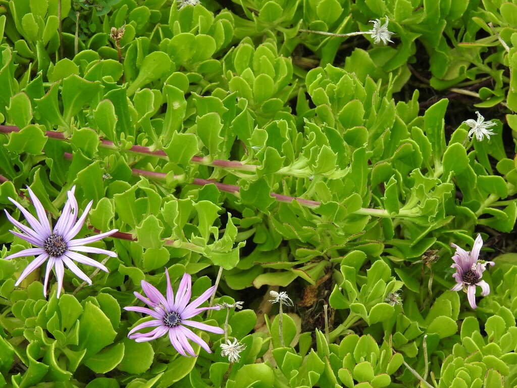 Dimorphotheca ecklonis, Lajes das Flores, Portugal