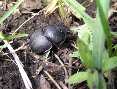 Lethrus apterus