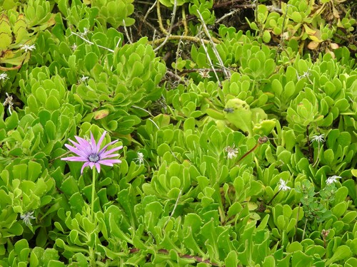 Dimorphotheca ecklonis