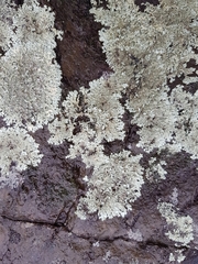 Fungi