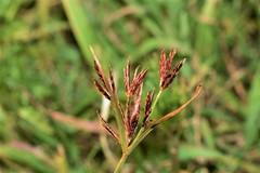 Cyperus longus