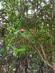 Camellia japonica