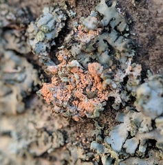 Erythricium aurantiacum