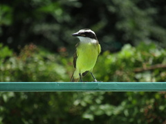 Pitangus sulphuratus