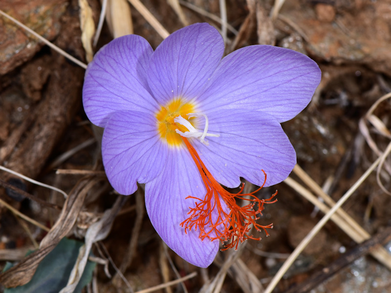 Tournefort's Crocus