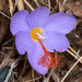 Tournefort's Crocus - Photo (c) Paolo Mazzei, some rights reserved (CC BY-NC), uploaded by Paolo Mazzei