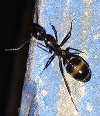Camponotus