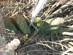Gasteria disticha disticha