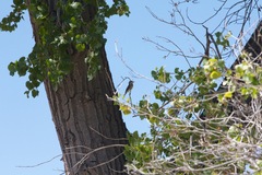 Empidonax traillii extimus