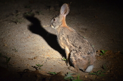 Lepus victoriae