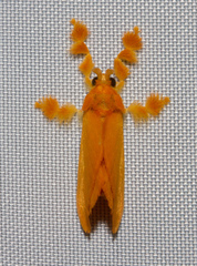 Dalceridae