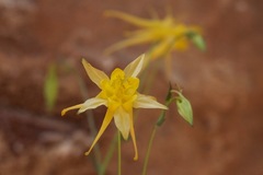 Aquilegia chrysantha