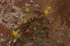 Aquilegia chrysantha