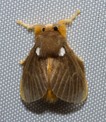 Megalopyge basalis