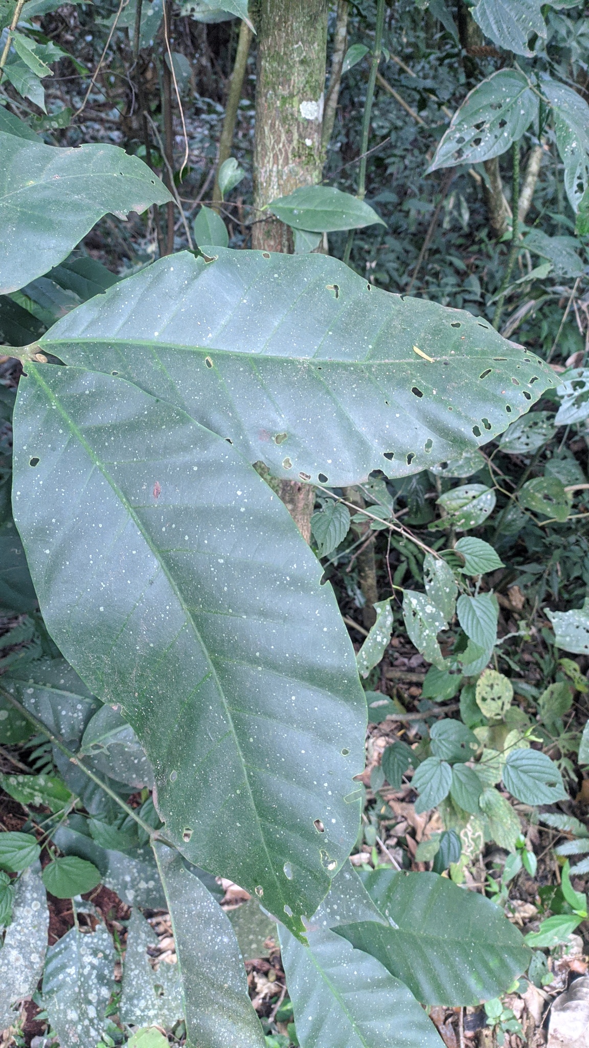 Imagem de Cedro-branco