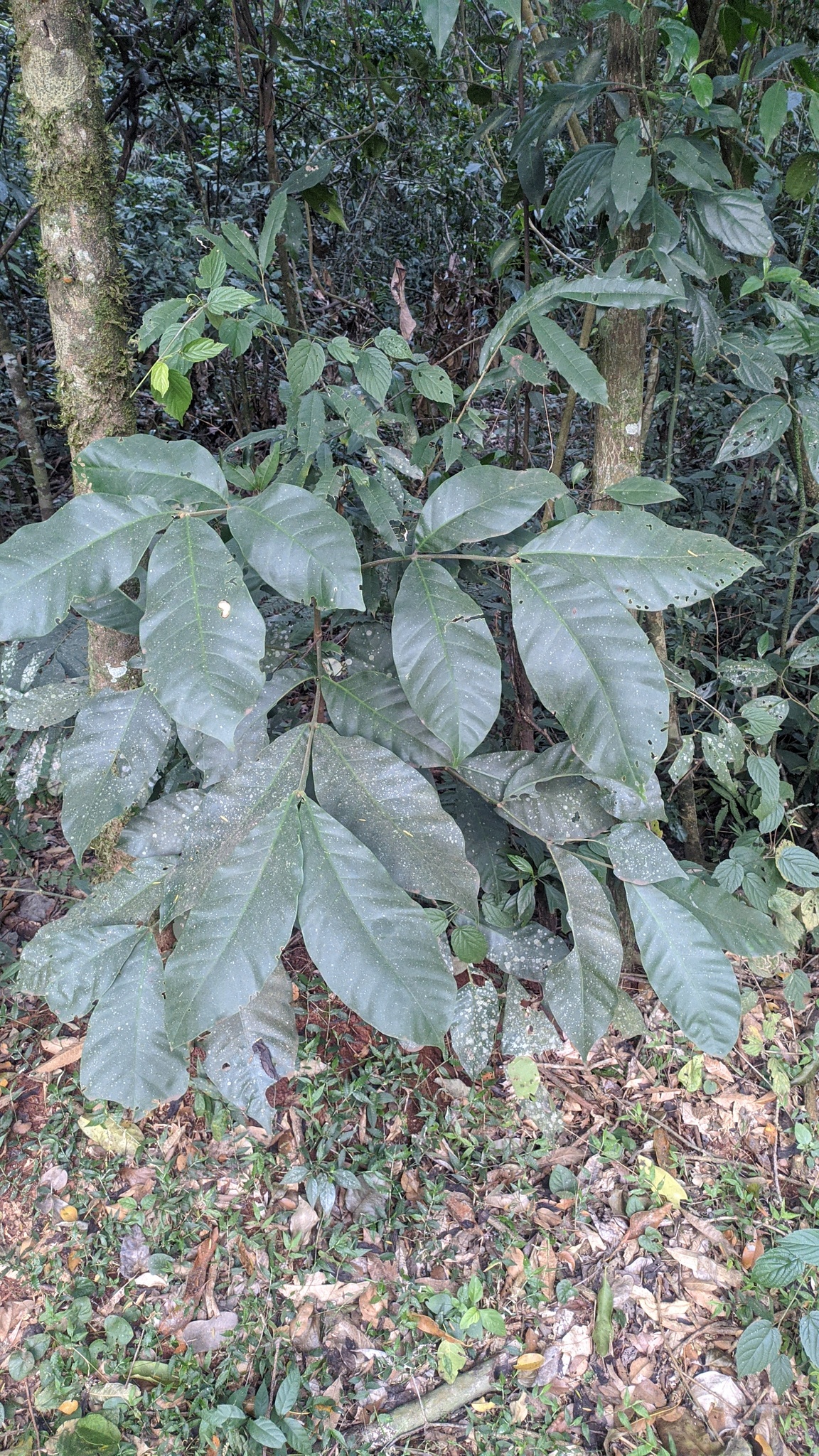 Imagem de Cedro-branco