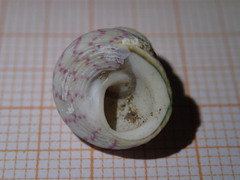 Steromphala divaricata