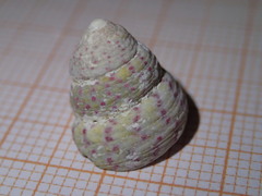 Steromphala divaricata