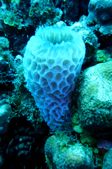 Callyspongia plicifera